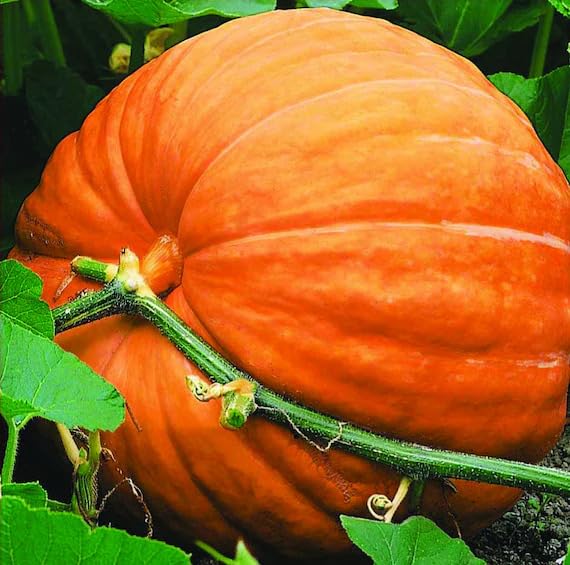 orange pumpkin vegetable seeds