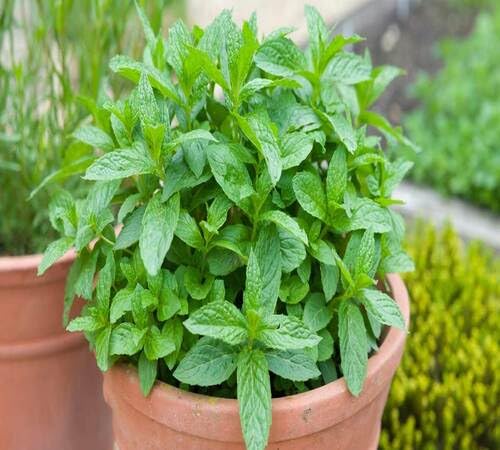 Green Mint Plant Seeds herb seeds - backyard growing, non gmo garden seeds