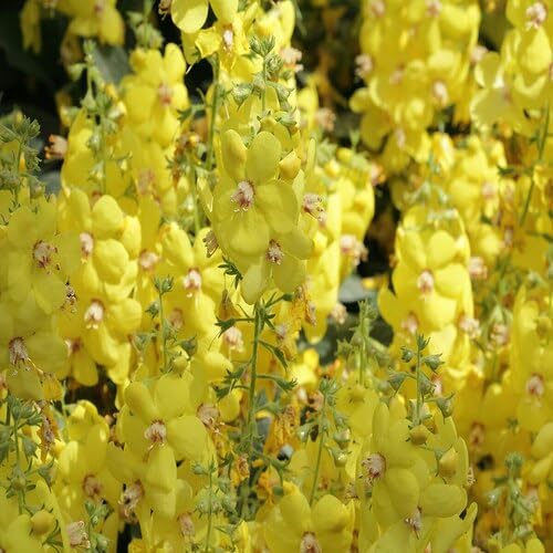 Yellow verbascum Flower Seeds