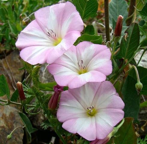 Pink White Convolvulus Flower Seeds
