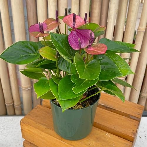 Pigtail anthurium Flower Seeds