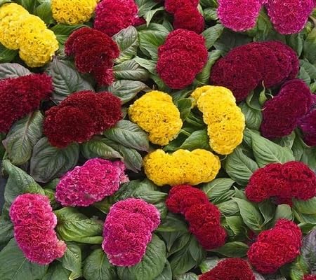 Cockscomb Flower Seeds