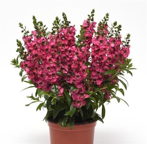 Pink Angelonia Flower Seeds