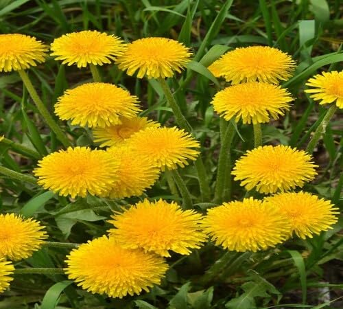 Yellow Dandelion Flower Seeds