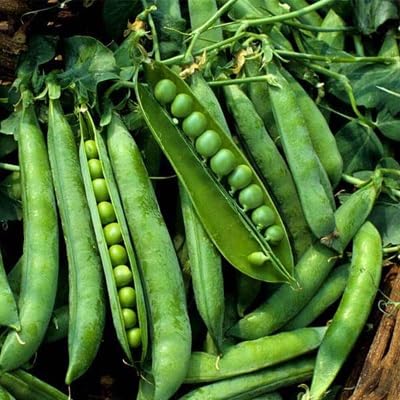 Pea vegetable seeds for Home Gardening, Healthy Seasonal Vegetable Planting Premium for kitchen garden planting