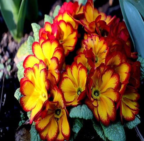 Red Yellow Primrose Flower Seeds