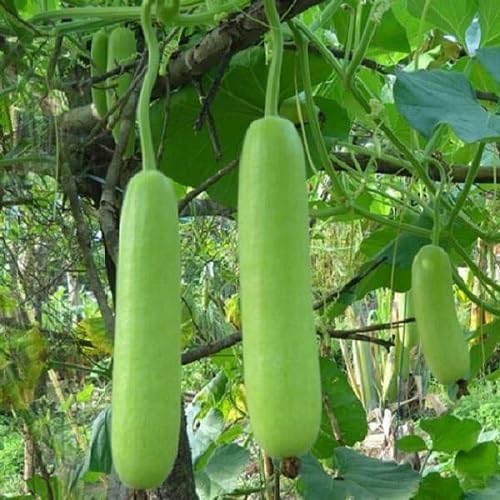 Bottlegourd Vegetable Seeds Heirloom, Non-GMO for Home Garden Planting