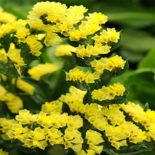Yellow Statice Flower Seeds