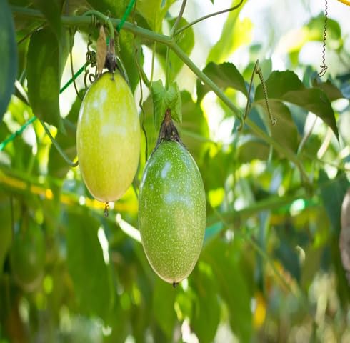 Green Passion fruit seeds for organic garden planting