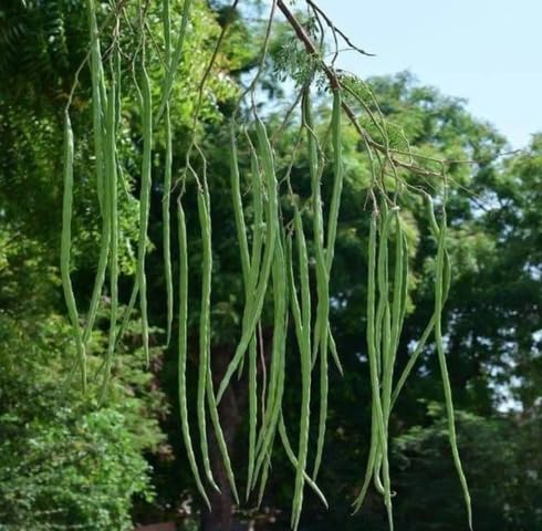 Green Moringa vegetable seeds - Heirloom, Organic, Non Gmo Garden Seeds for kitchen garden planting