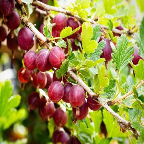 Groseille Fruit Seeds