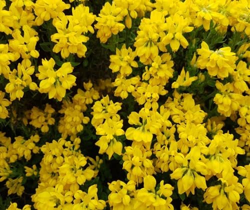 cytisus flower seeds flower