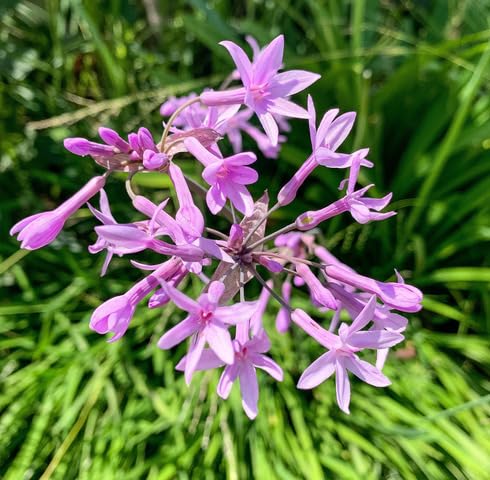 Pink Agapanthus Flower Seeds