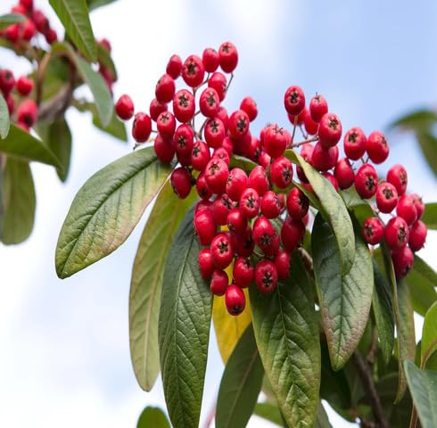 Red Cotoneaster fruit seeds for organic garden planting
