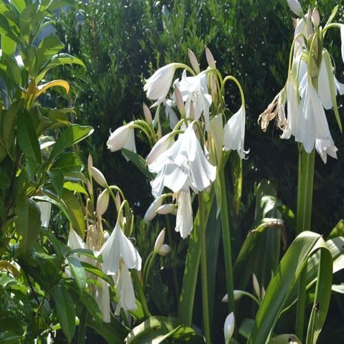 Crinum Flower Seeds