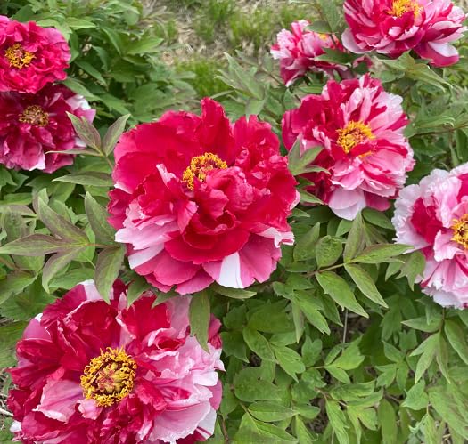 Red White Peony Flower Seeds