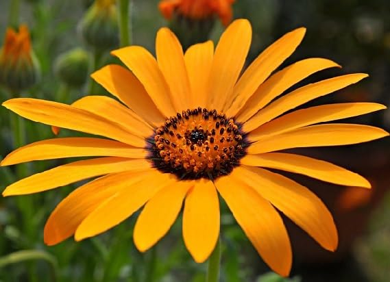 Orange Dimorphothica Flower Seeds