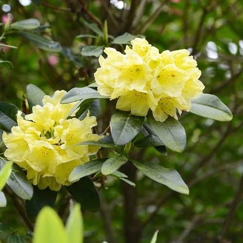 Yellow Rhododendron Flowers Seeds