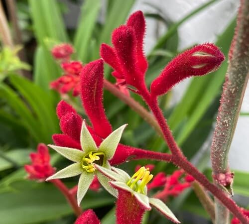 Red Kangaroo paw Flower Seeds