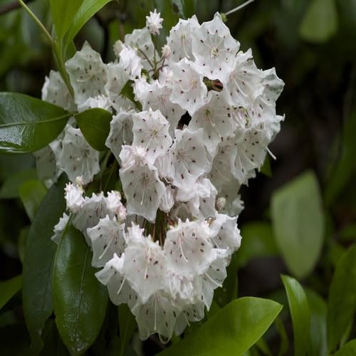 white kalmia latifolia flower