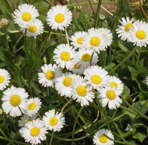 White Pomponette Flower Seeds