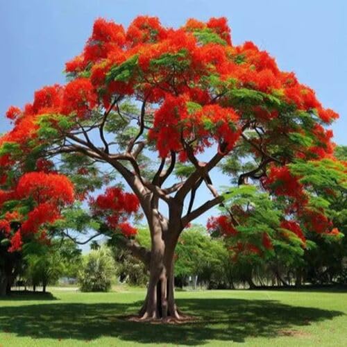 Red Delonix Regia Flower Seeds