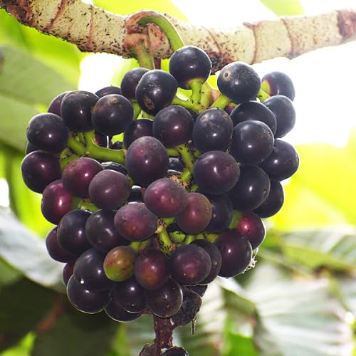 Black Ampelocissus Fruit Seeds organic garden seeds