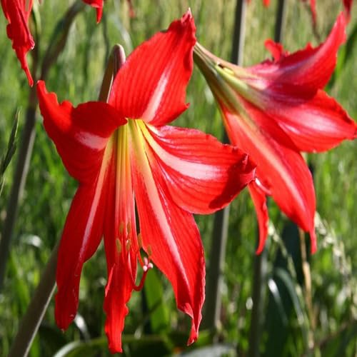 Red Barbados Lily Flower Seeds