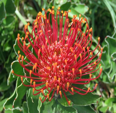 Red Pincushion Flower Seeds
