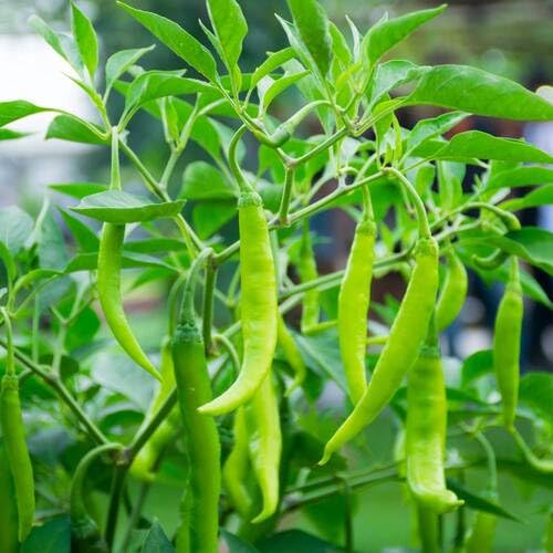 Green Chilli Pepper vegetable seeds for Home Gardening, Natural Farm Fresh Gardening for kitchen garden planting