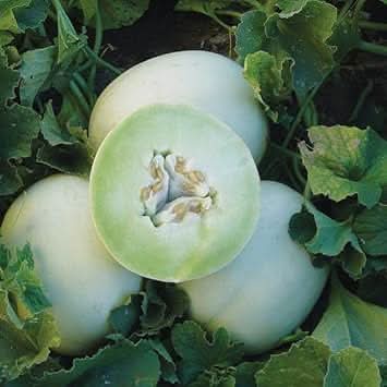 Green Flesh Honeydew Melon For Healthy Cultivation For Kitchen Fruit Seeds