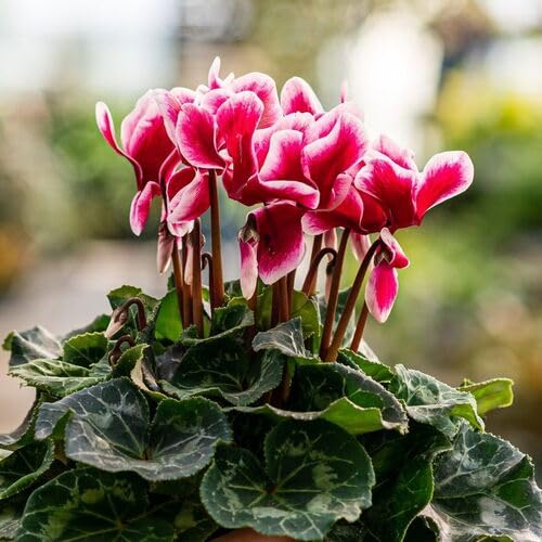 Red White Cyclamen Flower Seeds