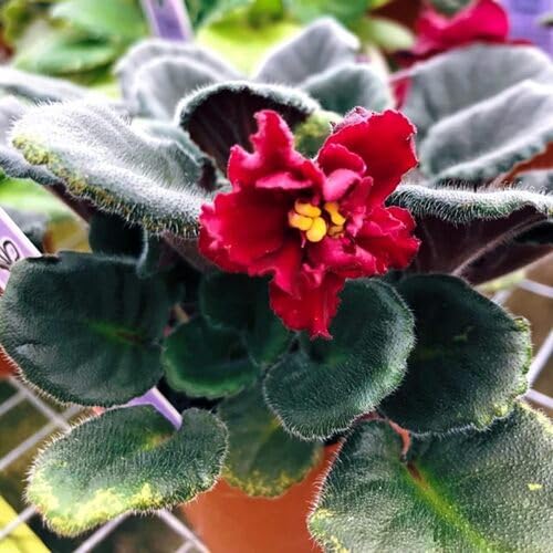 Maroon Rose Flower Seeds
