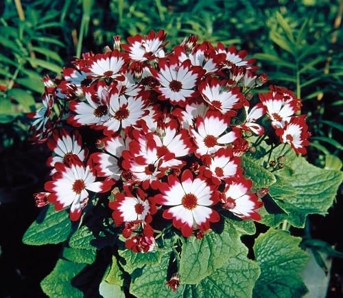 Red Cineraria Flowers Seeds