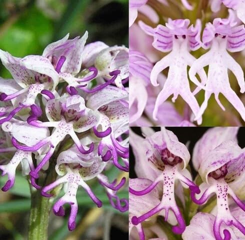 mixed naked man orchid