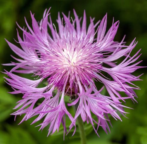 Pink Centaurea Flower Seeds