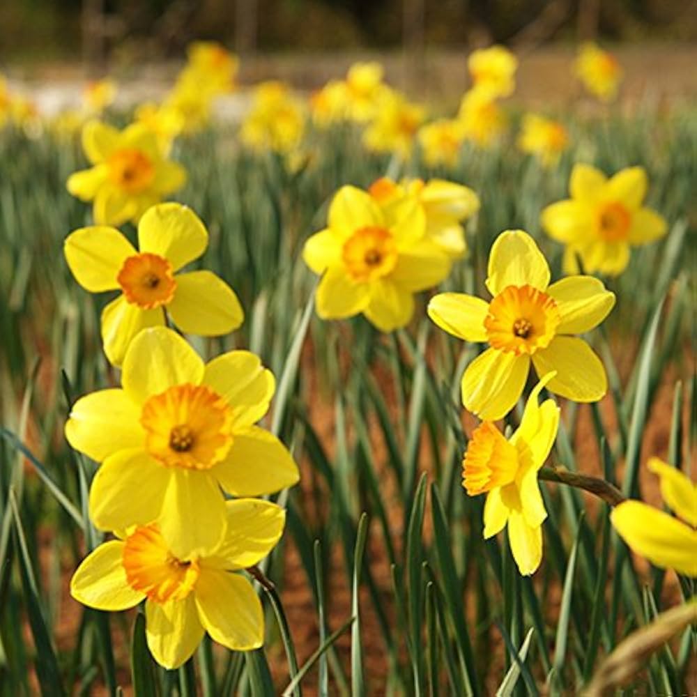 Narcissus Flower Narcissus Spp