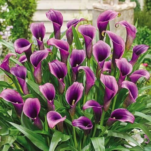 Purple Calla Lilies Flower Seeds