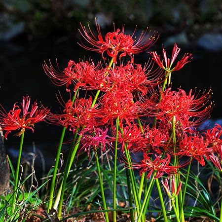Red Lycoris Radiata Flower Seeds