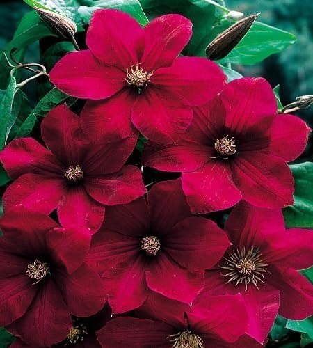 White Clematis Flower Seeds Rare Blooming Plants for Balcony and Outdoor Gardens - Heirloom Non GMO High Germination Org