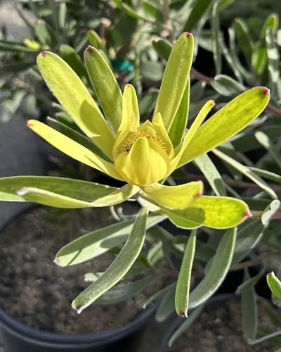 Yellow Leucadendron Flower Seeds