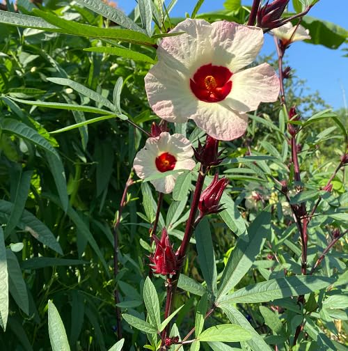 White Roselle Hibiscus Flower Seeds
