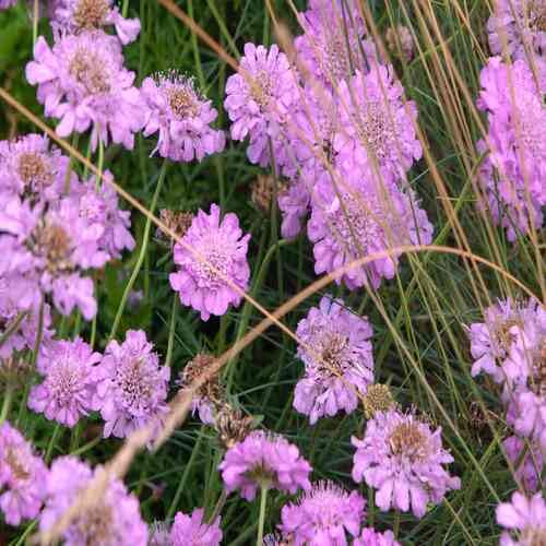 Scabious Flower Seeds
