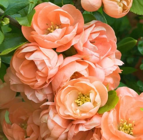 Orange Chaenomeles Cameo Flower Seeds
