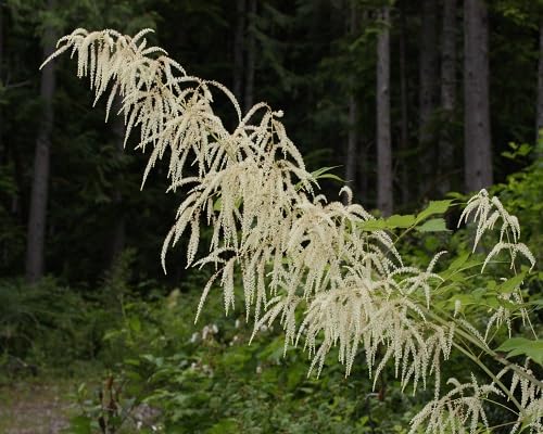 aruncus dioicus flower seeds