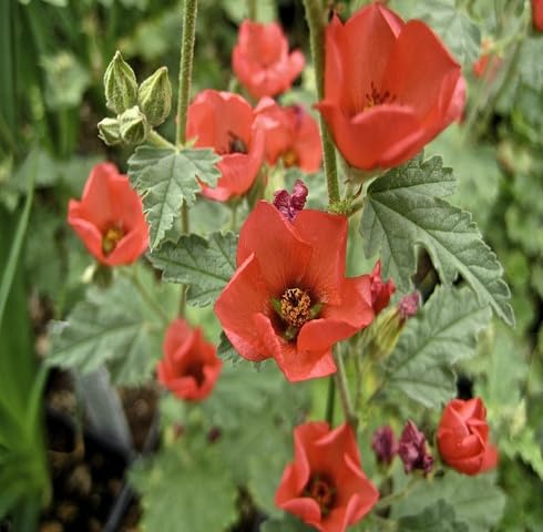 orange sphaeralcea flower Fruit Seeds for Home Planting Premium Germination Healthy Harvest Growing