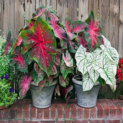 Caladium Flower Seeds