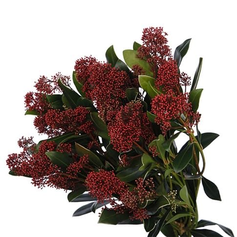 Skimmia Flower Seeds
