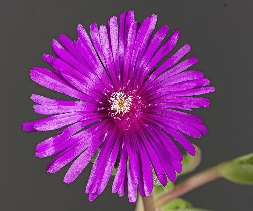 Delosperma Flower Seeds – Easy Grow Blossoms for Pots and Backyard Spaces