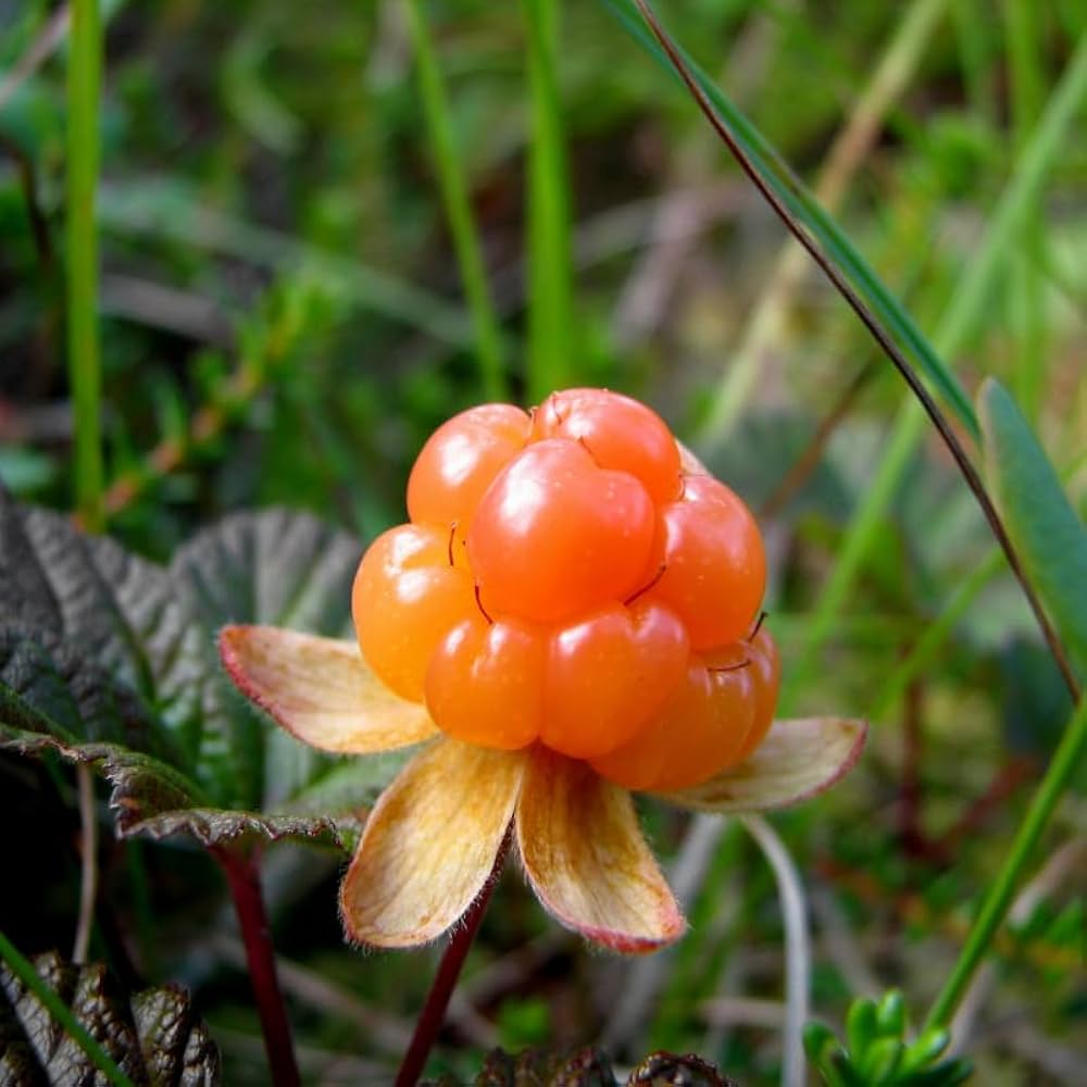 Orange Cloudberry Fruit Rare Sweet Berries In Your Fruit Seeds